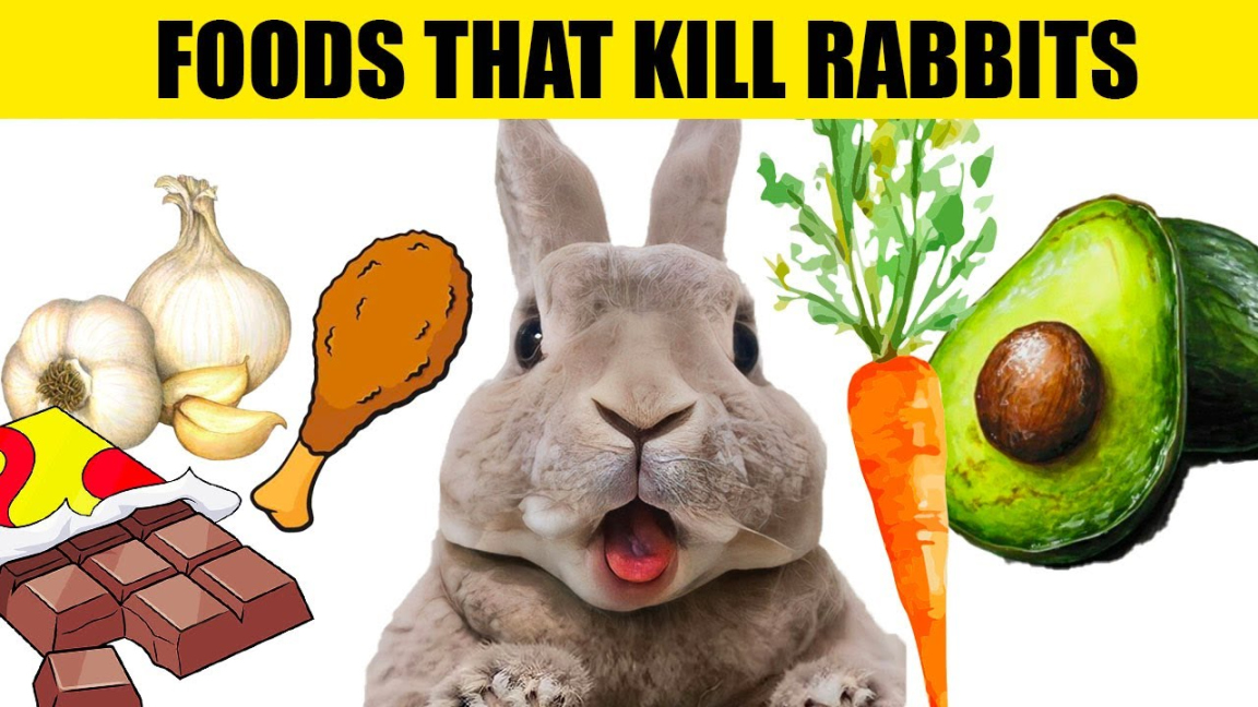 Foods That Will KILL Your Rabbit