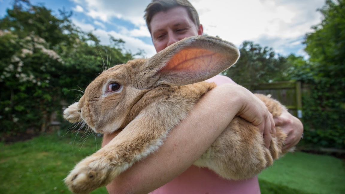 ft Long Bunny Set To Become World’s Biggest Rabbit