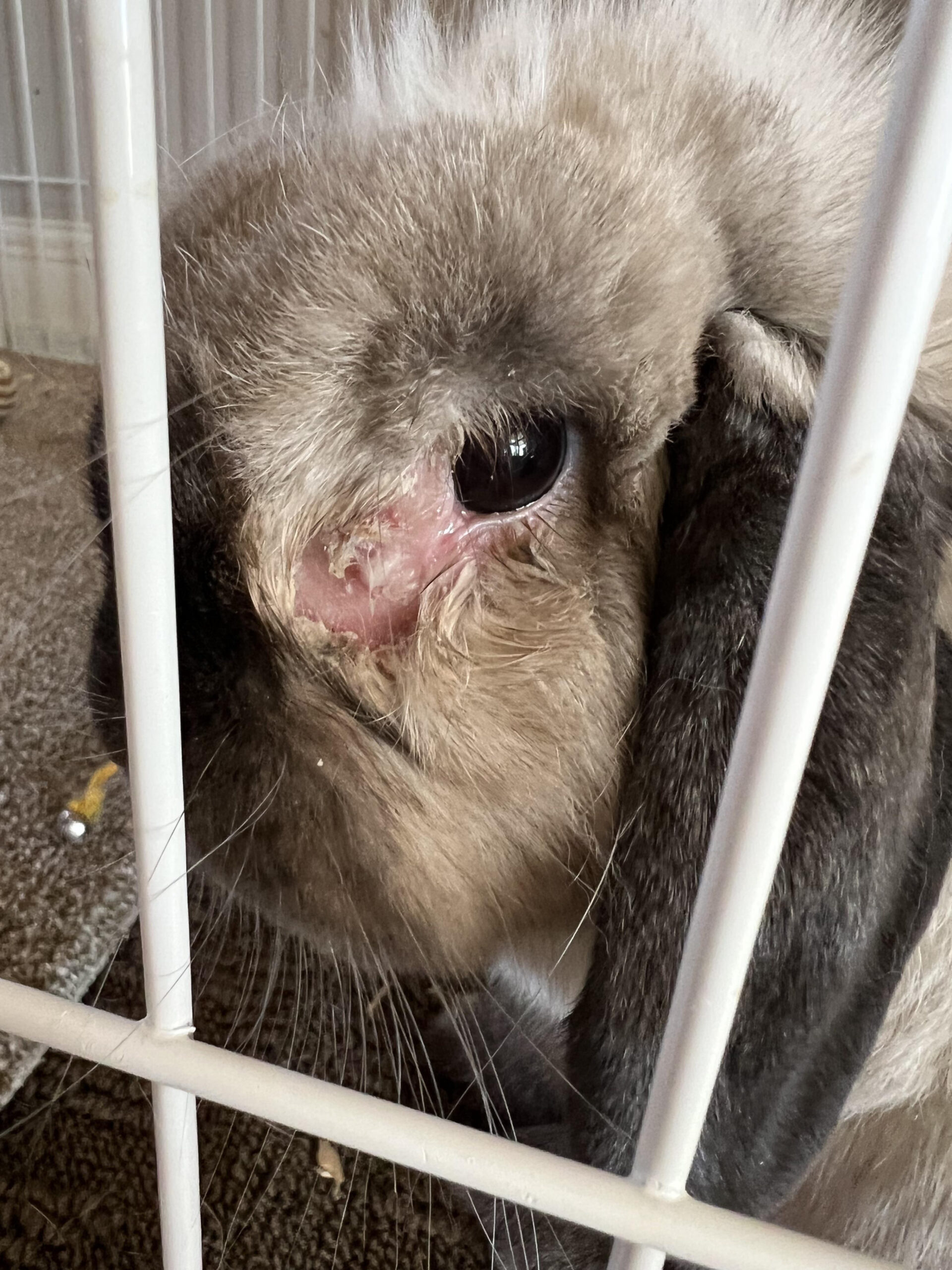 Fur Loss around Eye : r/Rabbits