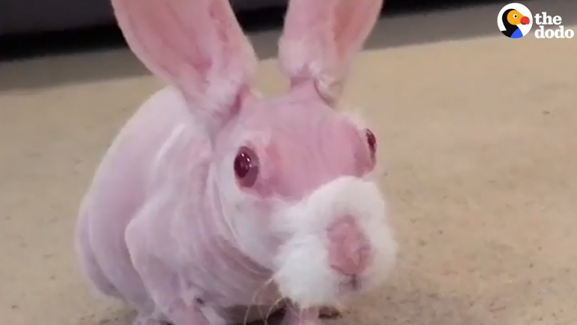 Hairless Bunny Finds Family Who Loves Him The Dodo