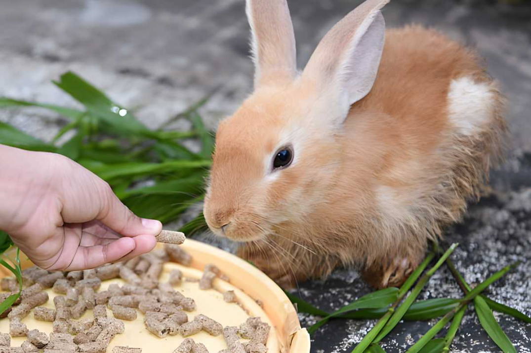 Health And Living: How Long Can Rabbits Go Without Food?