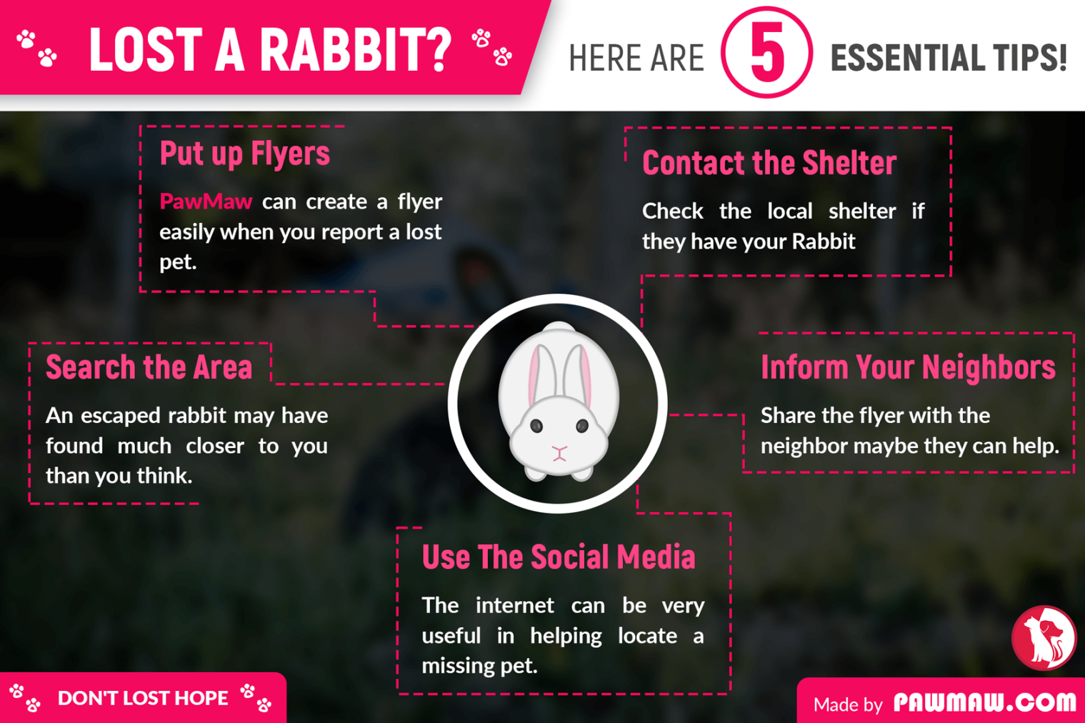 Here is What You Should Do If You Have Found/Lost a Rabbit