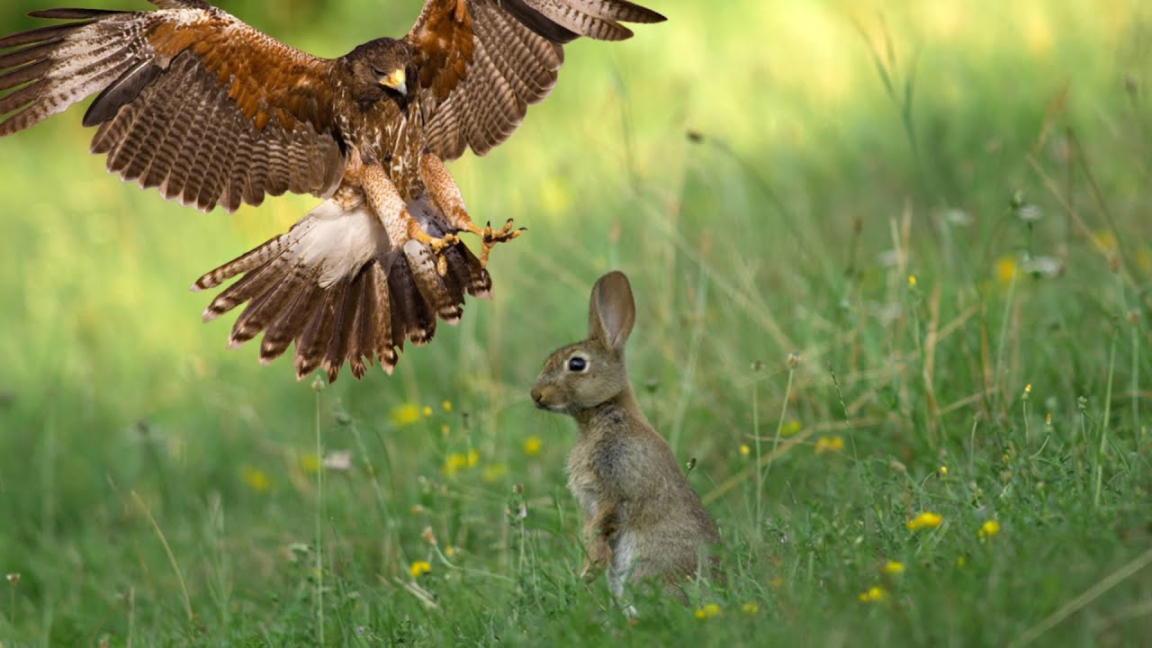 How Hawk Hunting Wild Rabbit - Wild Animal Attacks