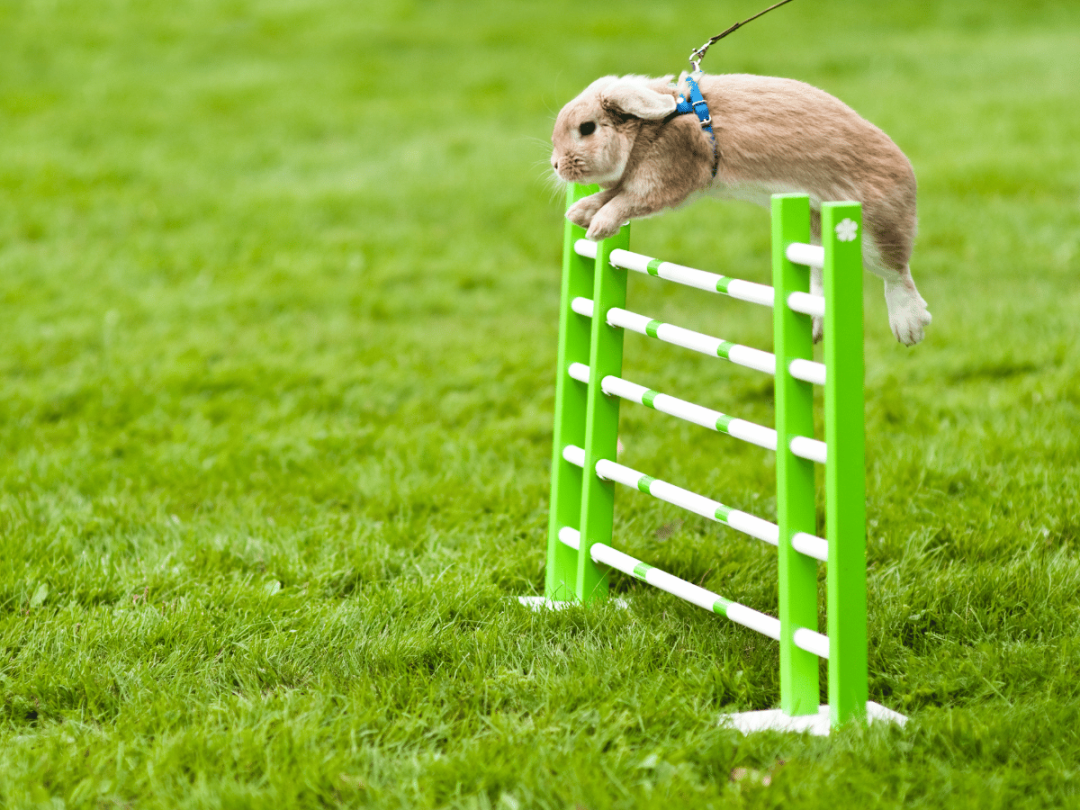 How High Can Rabbits Jump? - The Bunny Hub
