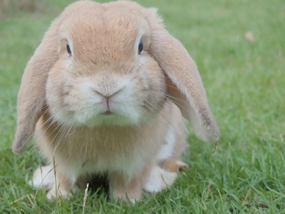 How Long Do Bunnies Live As Pets? (Lifespan) Daily Bunny