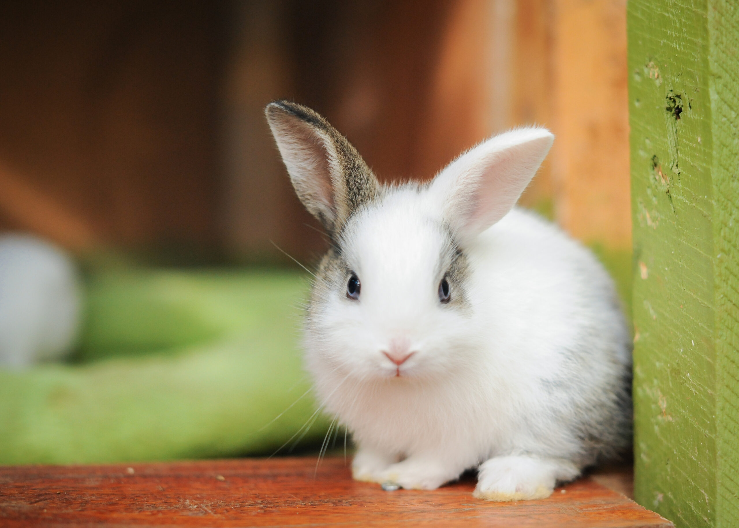 How Long Do Bunnies Live? Rabbit Lifespan Explained