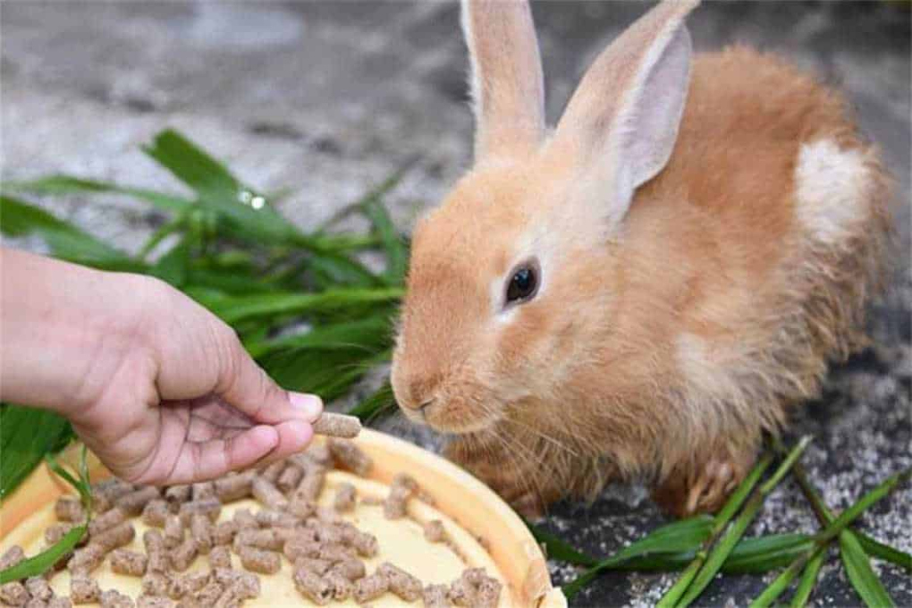 How Many Times a Day Should I Feed My Rabbit?