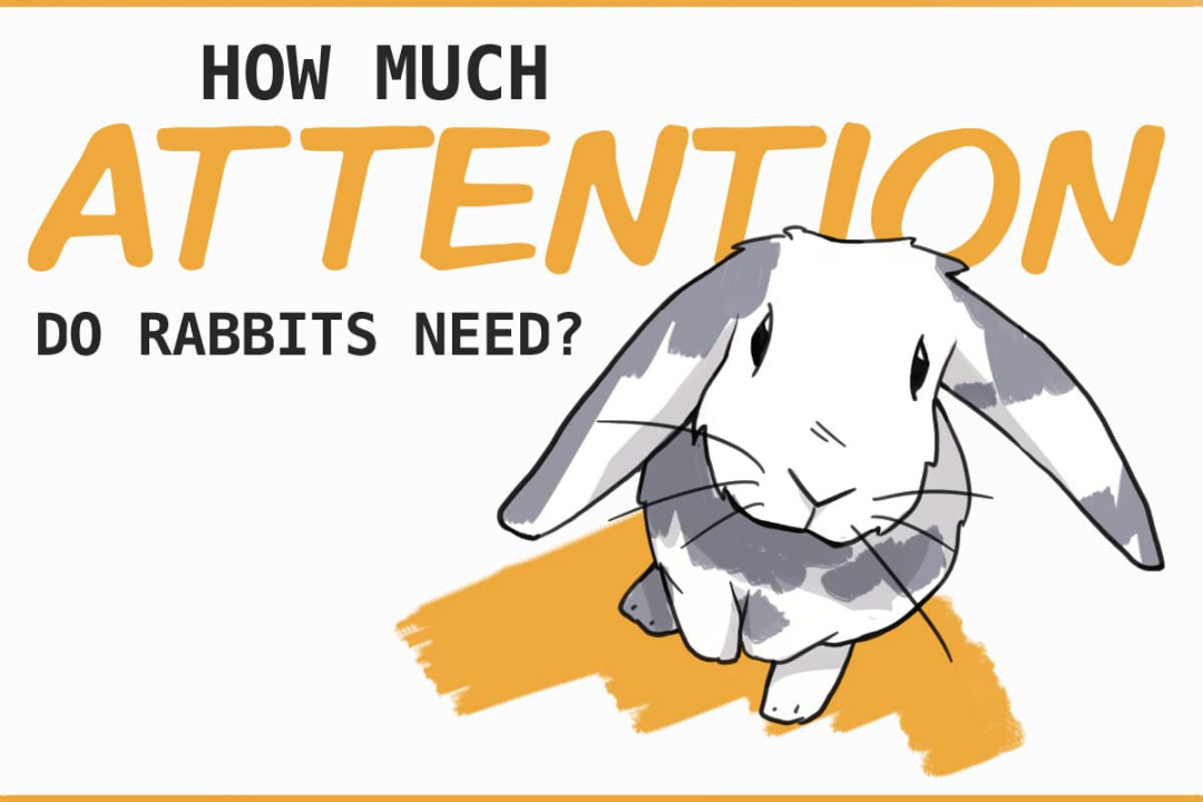 How Much Attention Does Your Pet Rabbit Need?