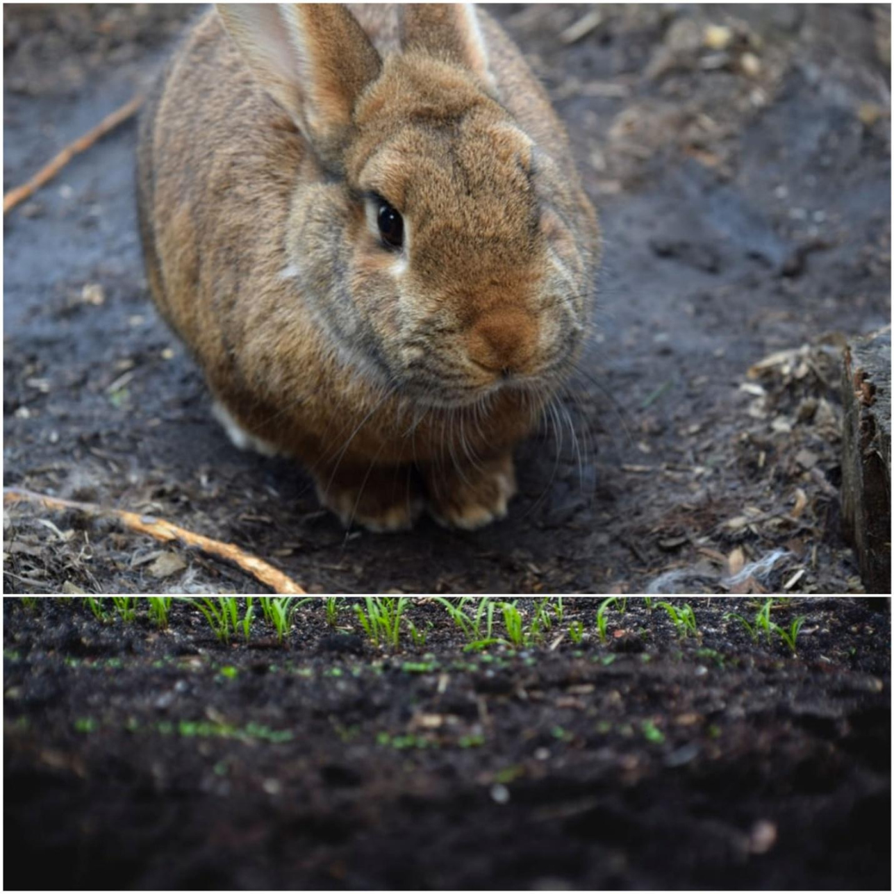 How Much Can You Sell Rabbit Manure For, And How To Sell It?