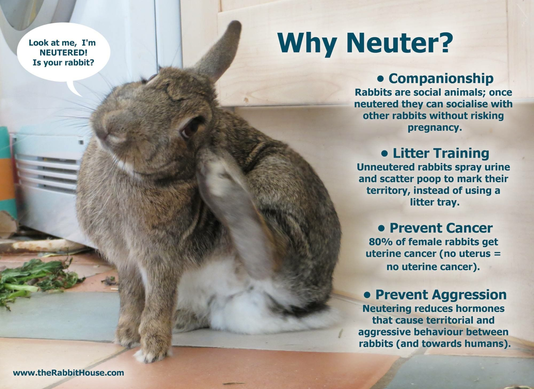 How Much Does it Cost to Neuter a Rabbit: (Cost Breakdown)? - Pet