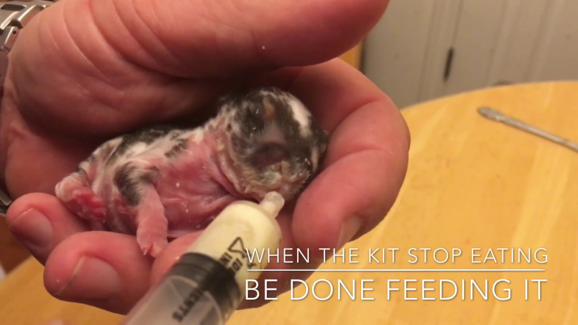 How to bottle feed baby rabbits: days old.