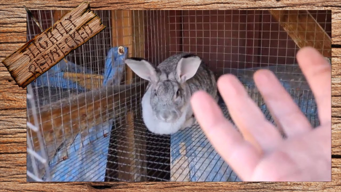 How to Care For a Pregnant Rabbit - The SR Rabbit Update --