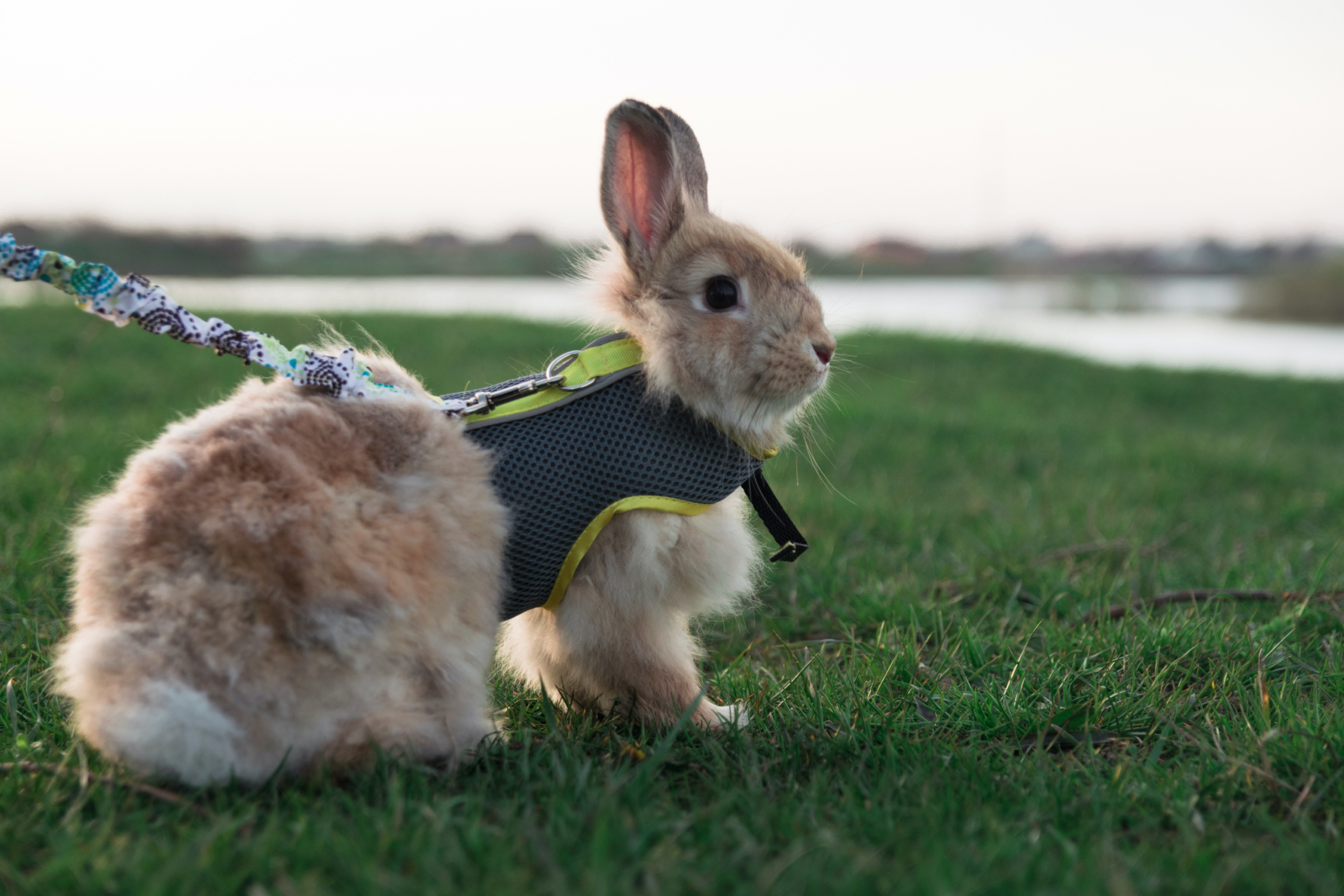 How To Choose The Best Harness For Your Rabbit PawTracks