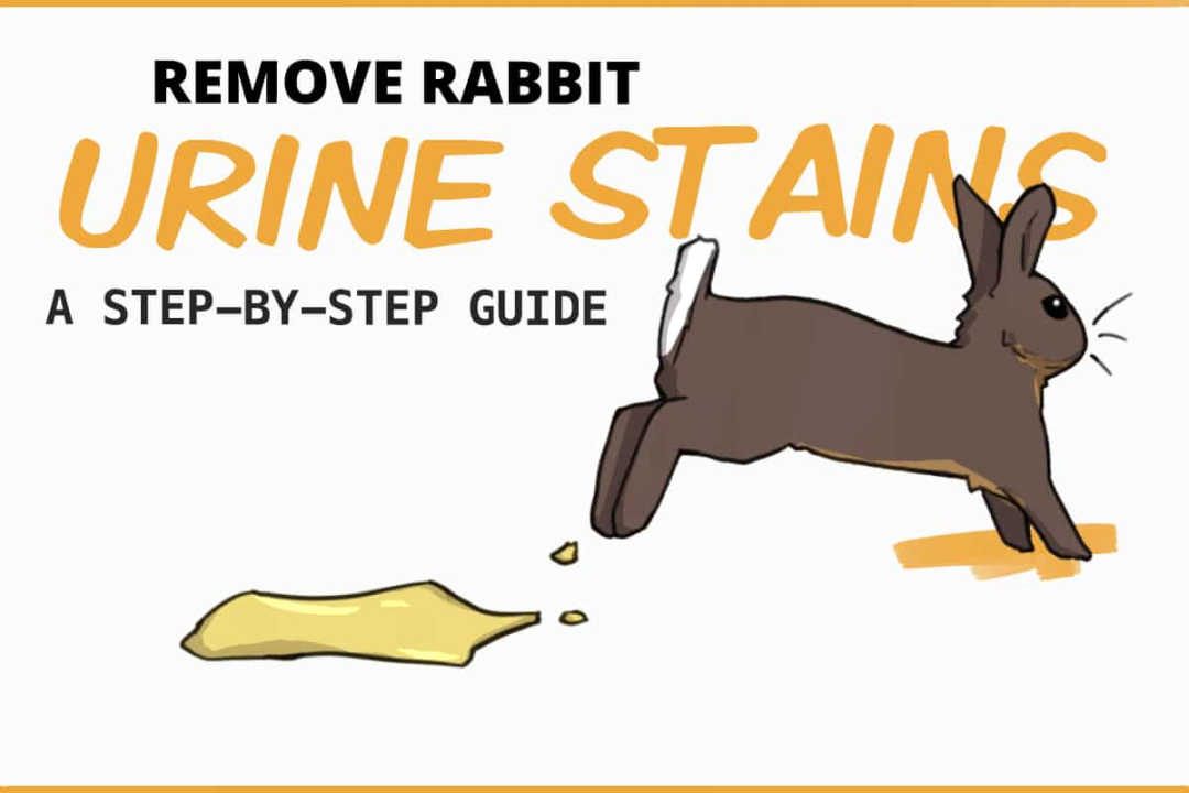 How to Clean Rabbit Urine (carpet, hardwood, plastic, couch)