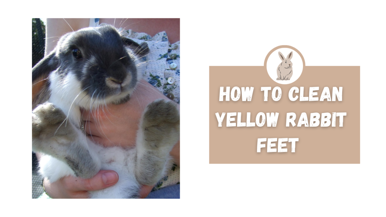 How to Clean Yellow Rabbit Feet - The Rabbit Expert
