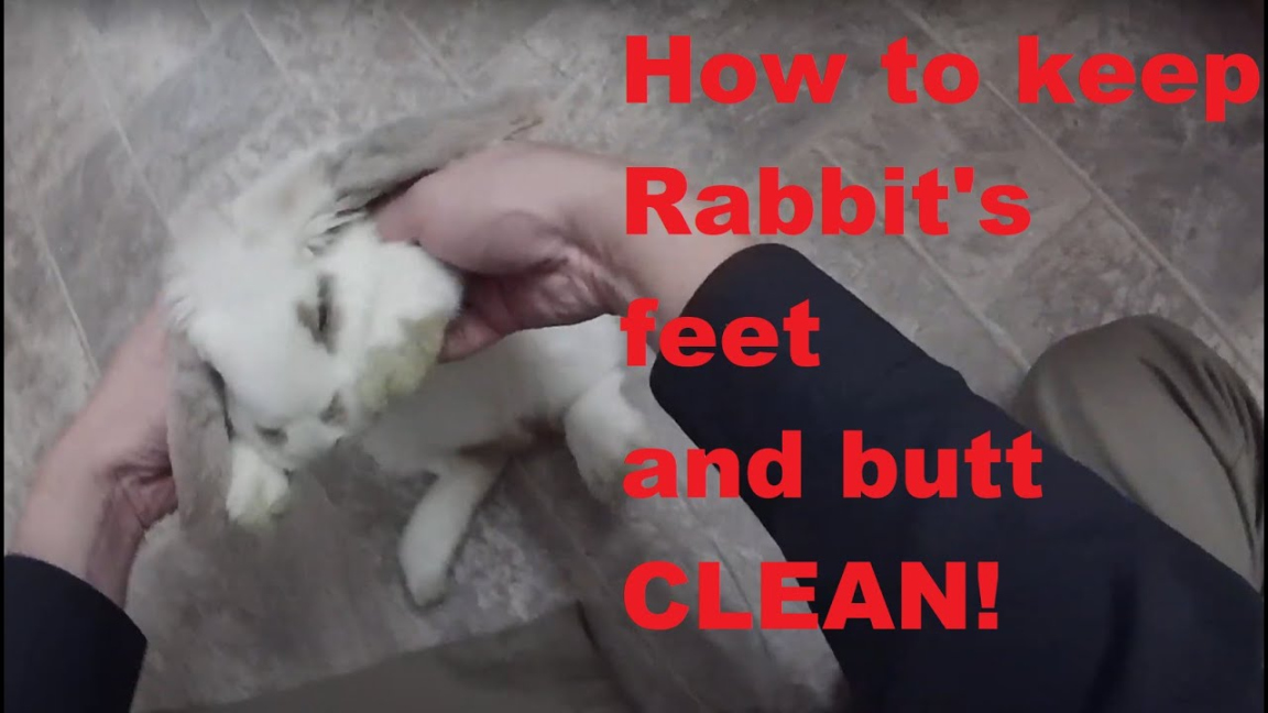 How to clean your rabbit feet and butt
