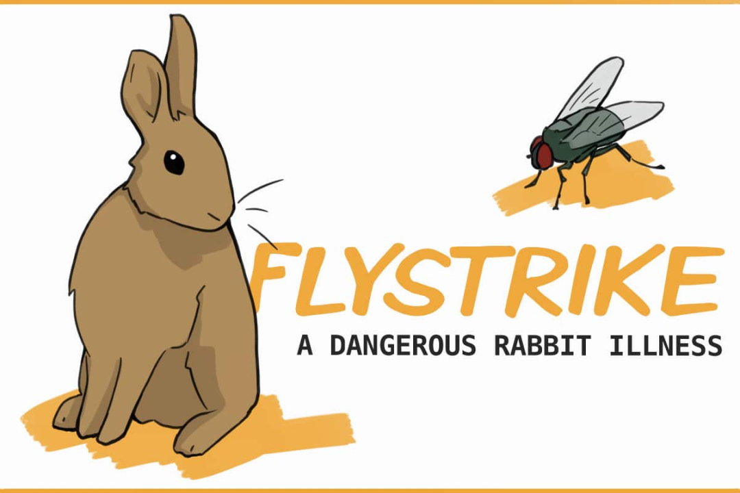 How to Detect Flystrike in Rabbits (and how to prevent it)