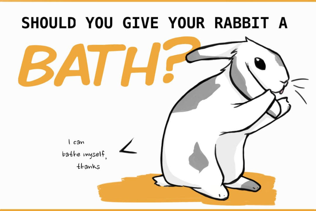 How to Give Your Rabbit a Bath (and what NOT to do)