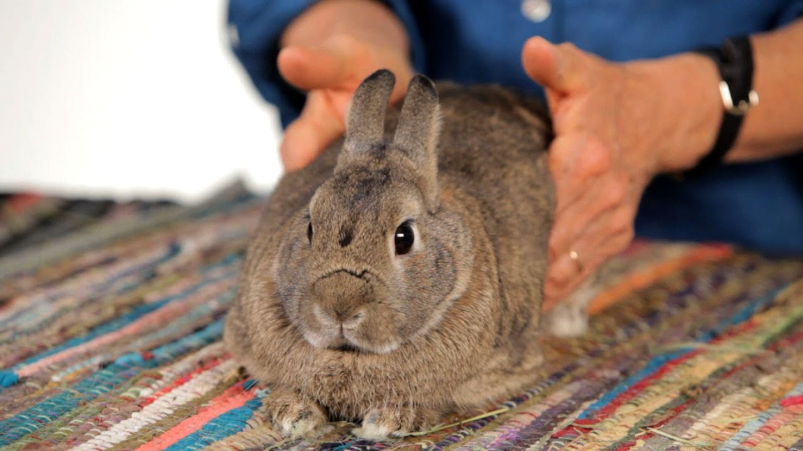 How to Help a Rabbit with Gas Pain Pet Rabbits