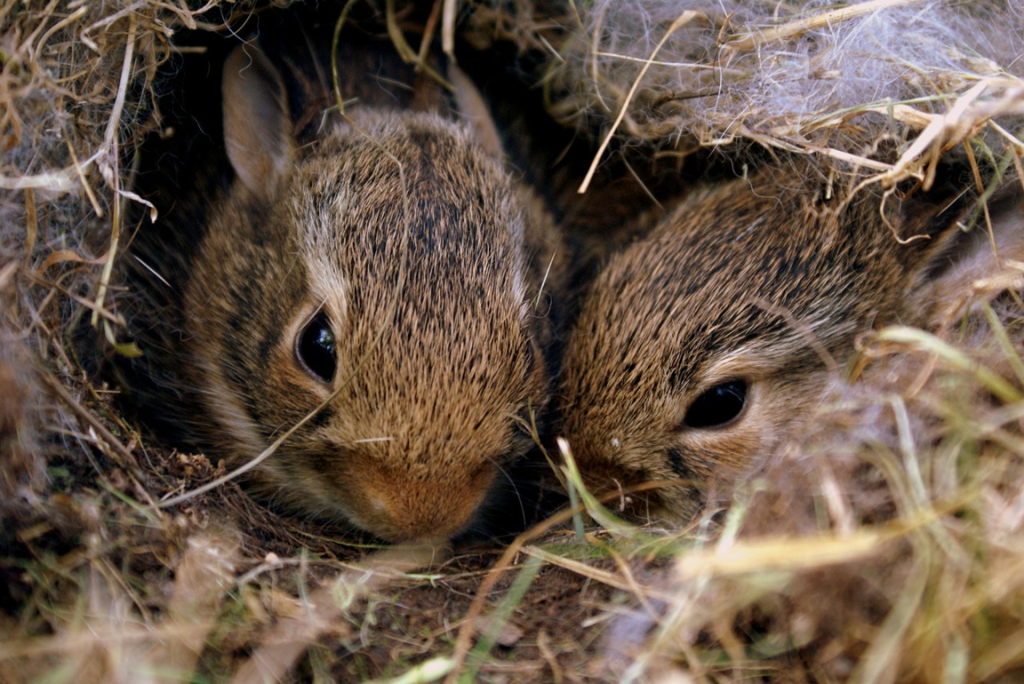 How to Identify Orphaned Rabbits - Ontario SPCA and Humane Society