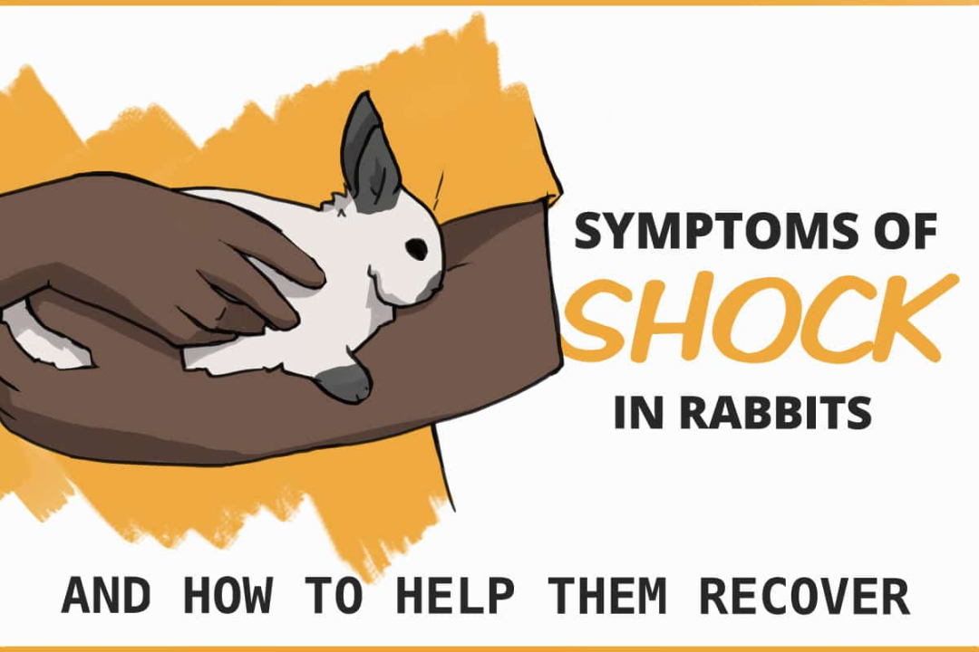 How To Identify Shock in Rabbits and Help Them Recover