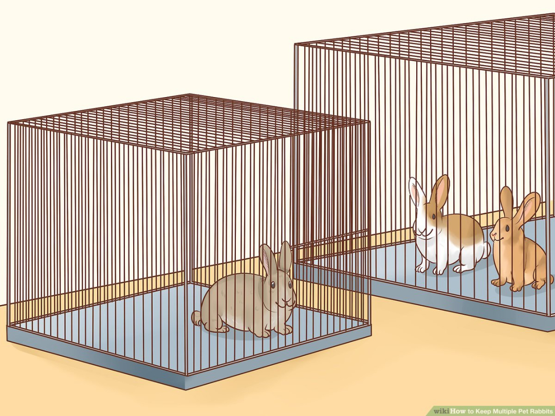 How to Keep Multiple Pet Rabbits: Steps (with Pictures)