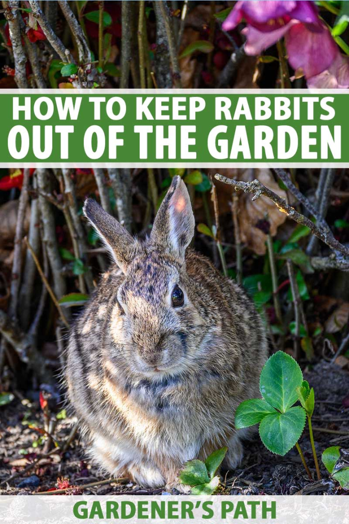 How to Keep Rabbits Out of the Garden Gardener