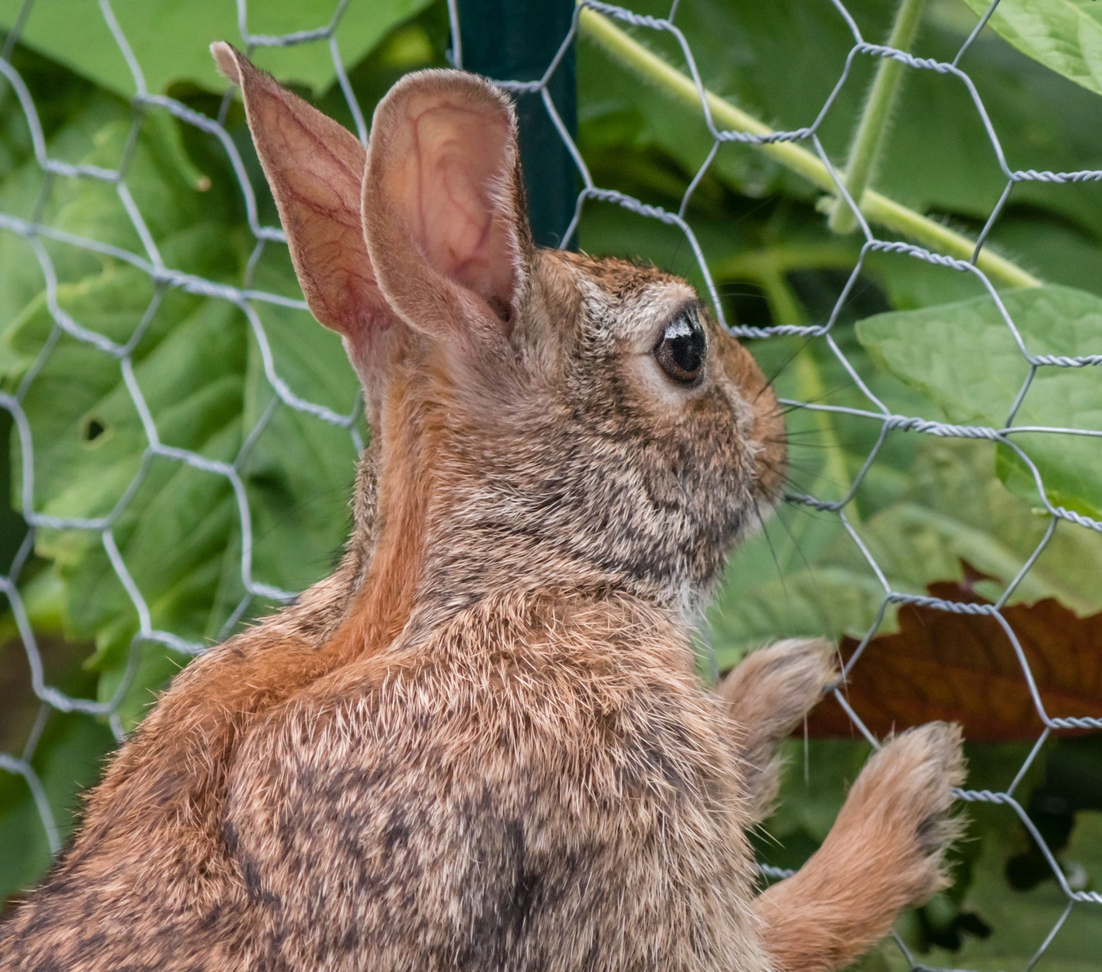 How to Keep Rabbits Out of the Garden Rabbit Fences – Bonnie Plants
