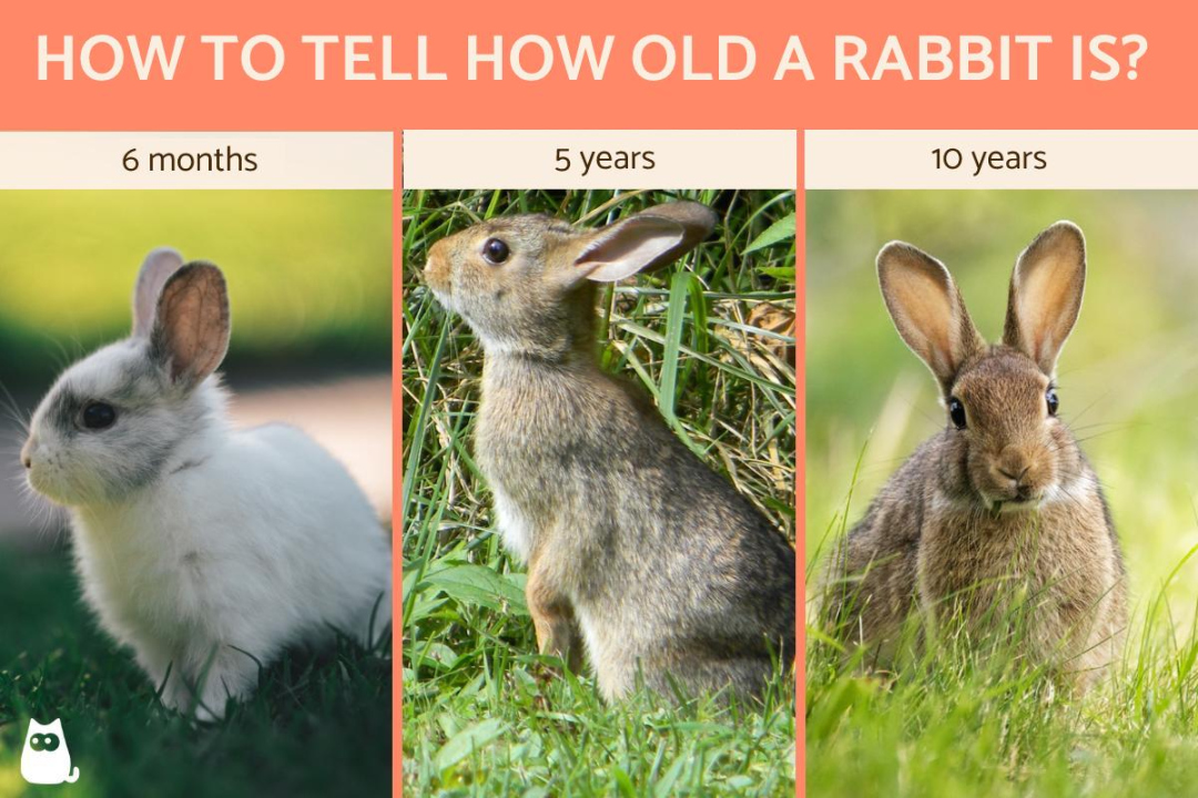 How to Know How Old a Rabbit Is - Learn to Tell a Rabbit