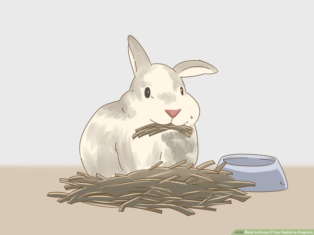 How to Know if Your Rabbit is Pregnant: Steps (with Pictures)