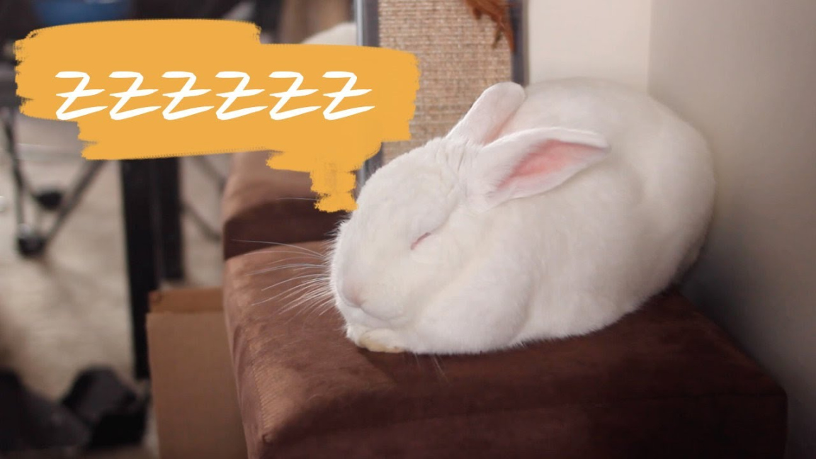 How to know when a rabbit is sleeping