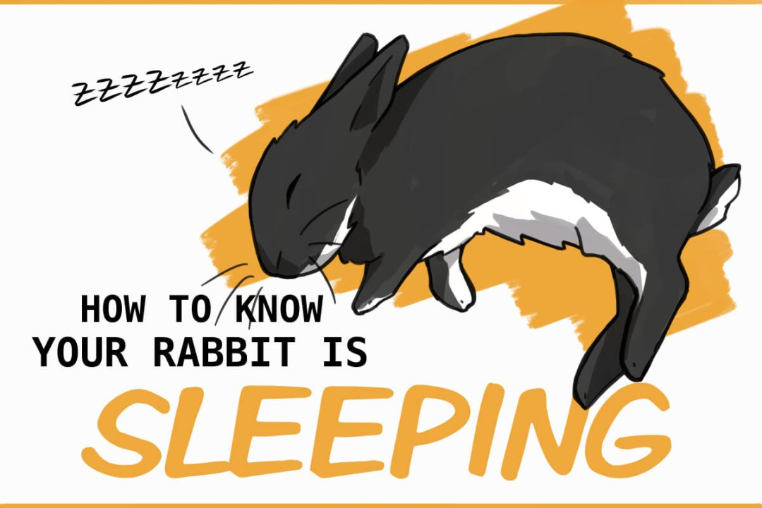 How to Know Your Rabbit is Sleeping (and are they sleeping too much?)