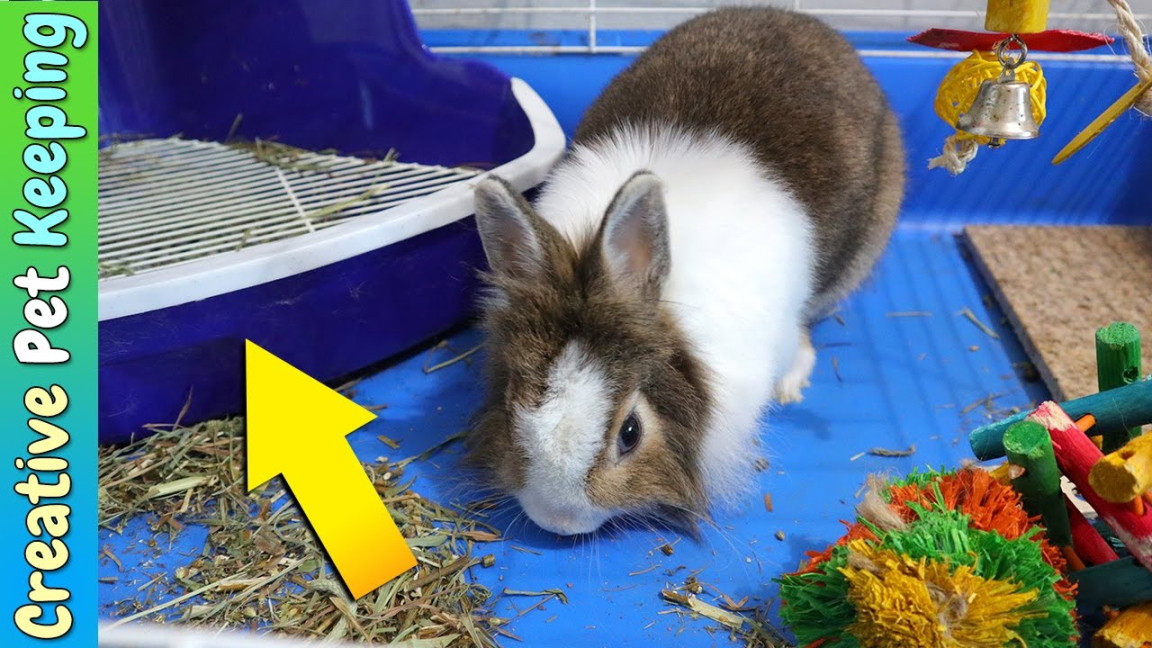 HOW TO litter train your rabbit in one week Bunny Potty Training