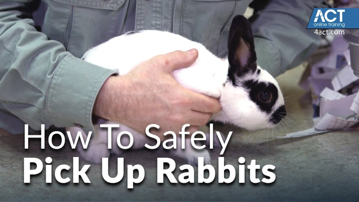 How to pick up rabbits