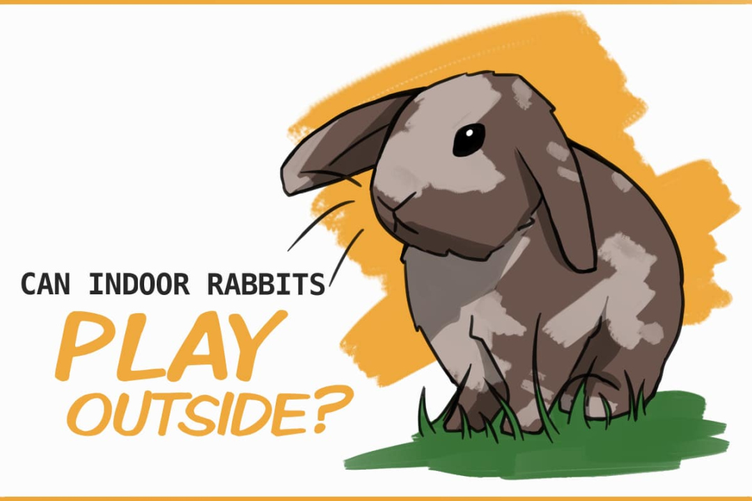 How to Safely Take a House Rabbit Outside for Playtime