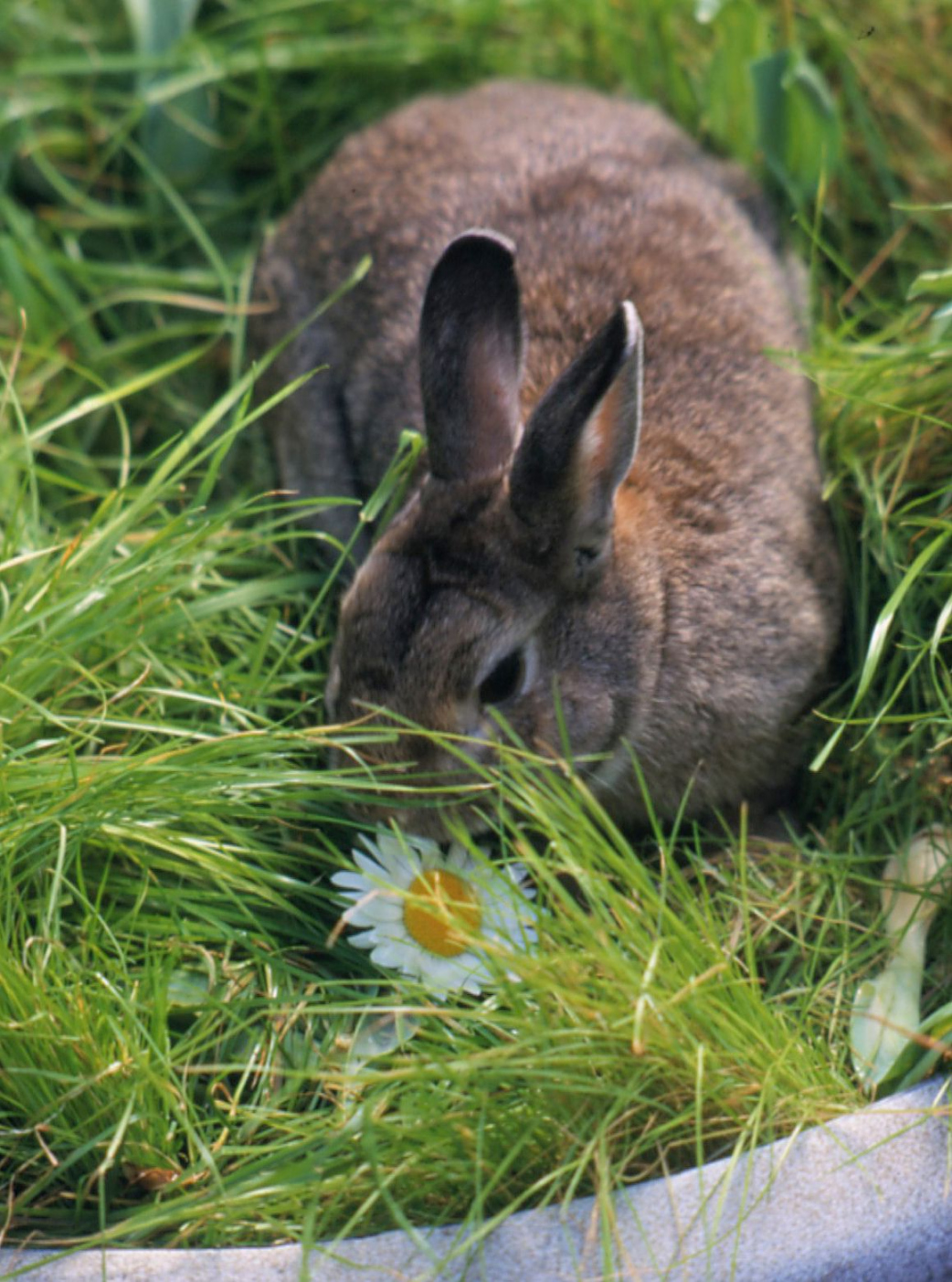 How to Stop Rabbits from Eating Plants in Your Garden