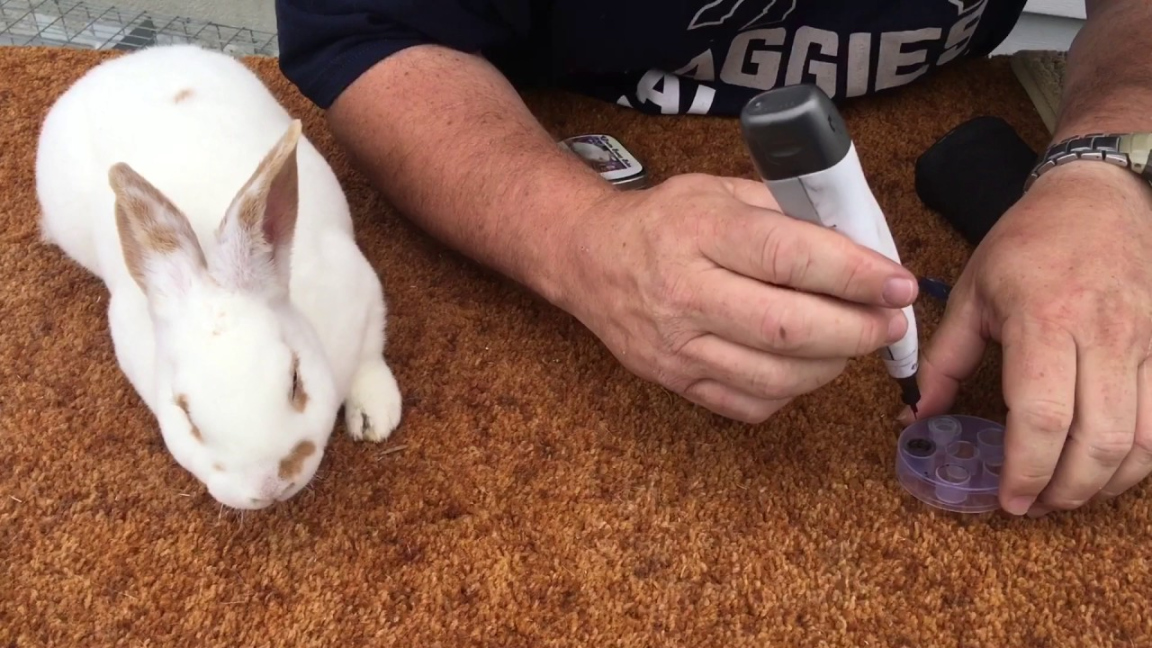 How to tattoo a rabbit.