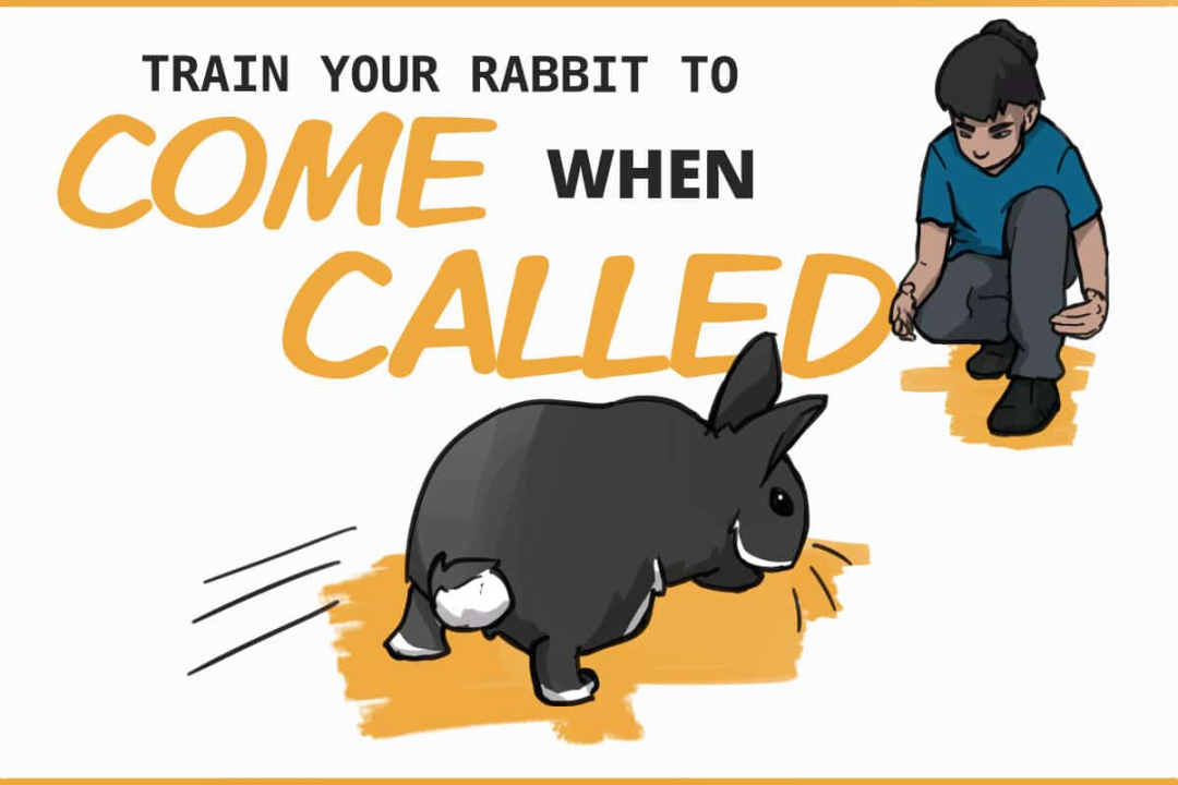 How to Teach Your Rabbit to Come to You (Using Two Techniques!)