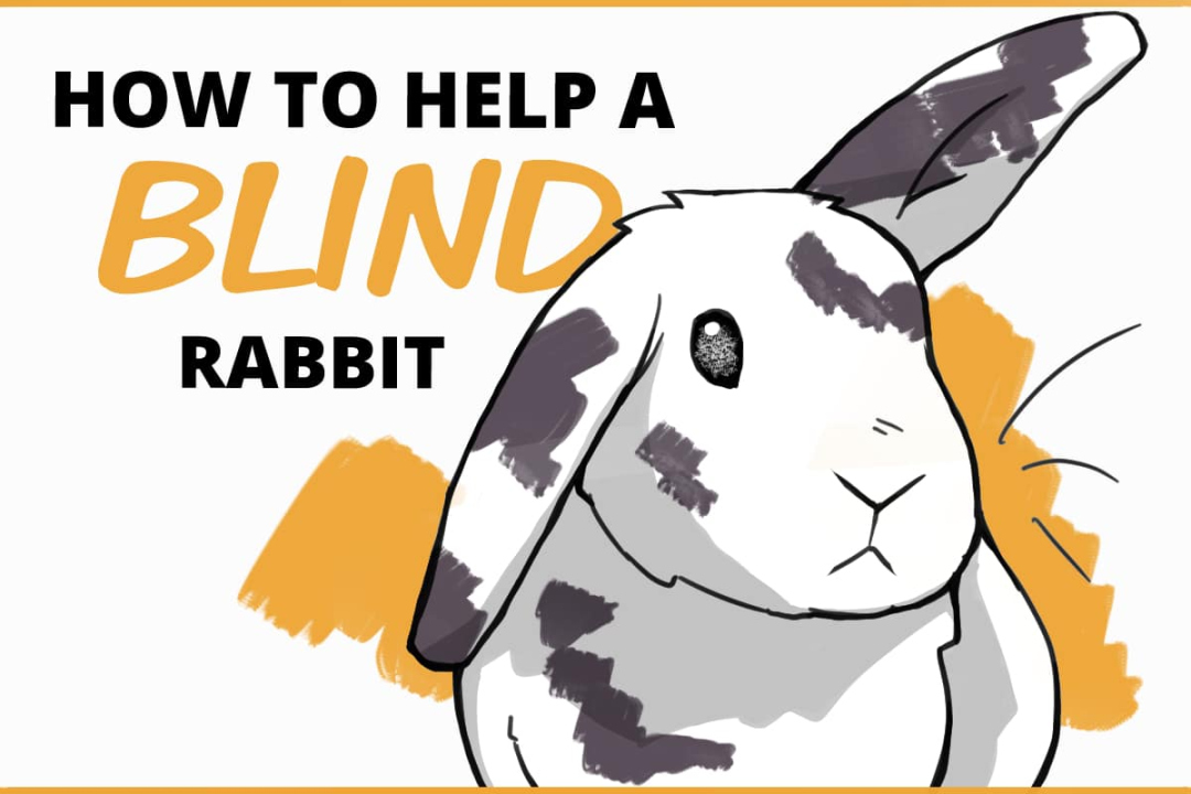 How to Tell if Your Rabbit is Blind (and What to do About it)