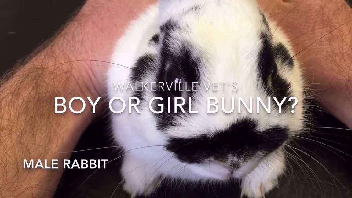 How to tell male and female rabbits apart