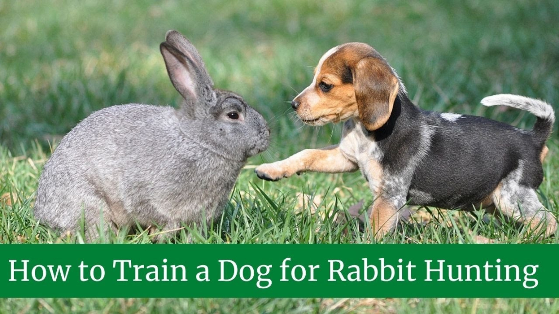 How to Train a Dog for Rabbit Hunting How to teach a dog to hunt rabbits