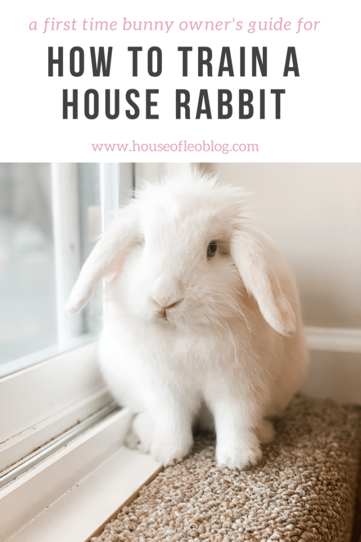 How To Train A House Rabbit Lifestyle House of Leo Blog
