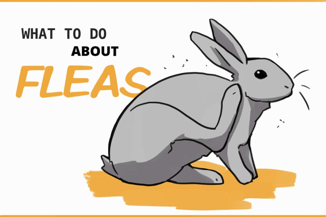 How to Treat Rabbit Fleas (and what NOT to do)