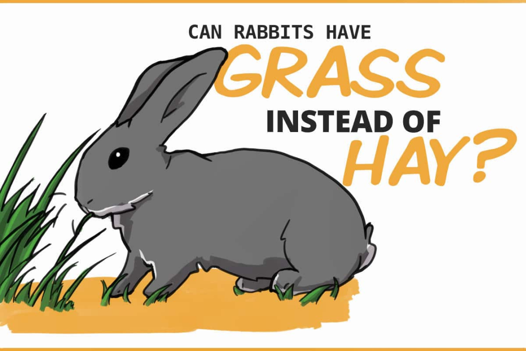 Is it Okay to Let Your Rabbit Eat Grass From Your Yard?
