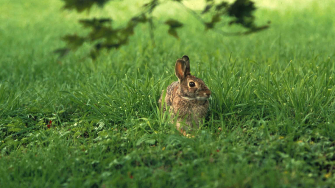 Is It Unsafe to Eat Rabbits Before the First Frost? MeatEater