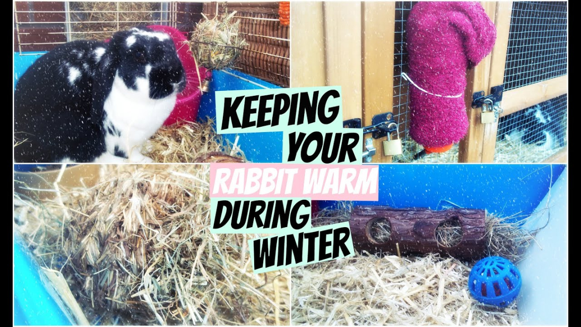 Keeping Your Rabbit Warm During Winter RosieBunneh