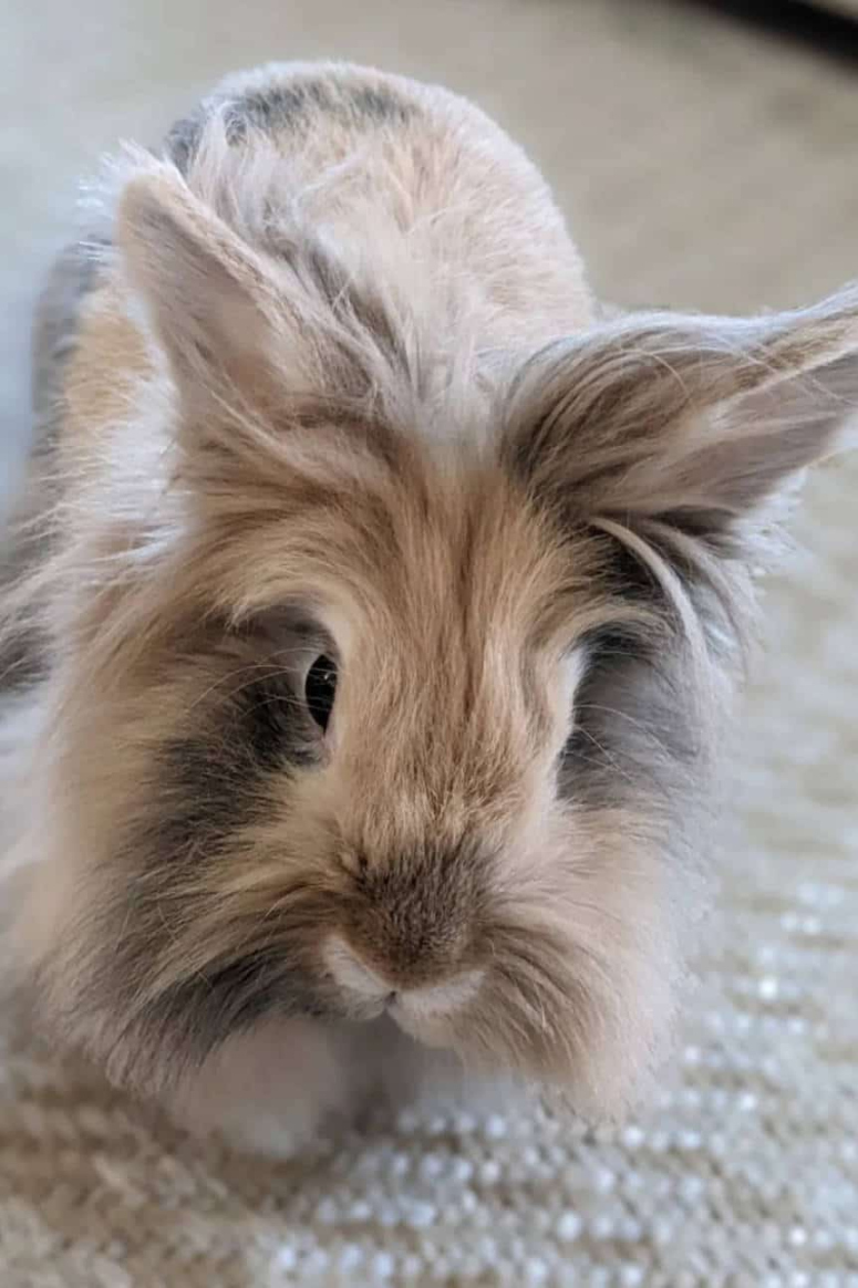 Lionhead Rabbit: Appearance, Lifespan, Temperament, Care Sheet