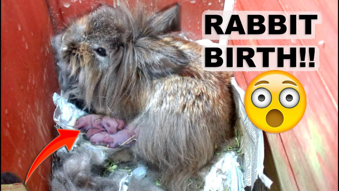 LIONHEAD RABBIT GIVES BIRTH UNEXPECTEDLY *AMAZING*