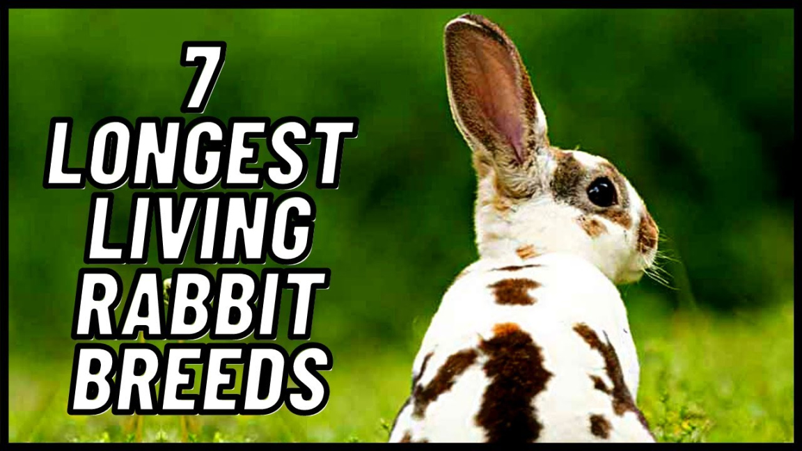 Longest Living Rabbit Breeds