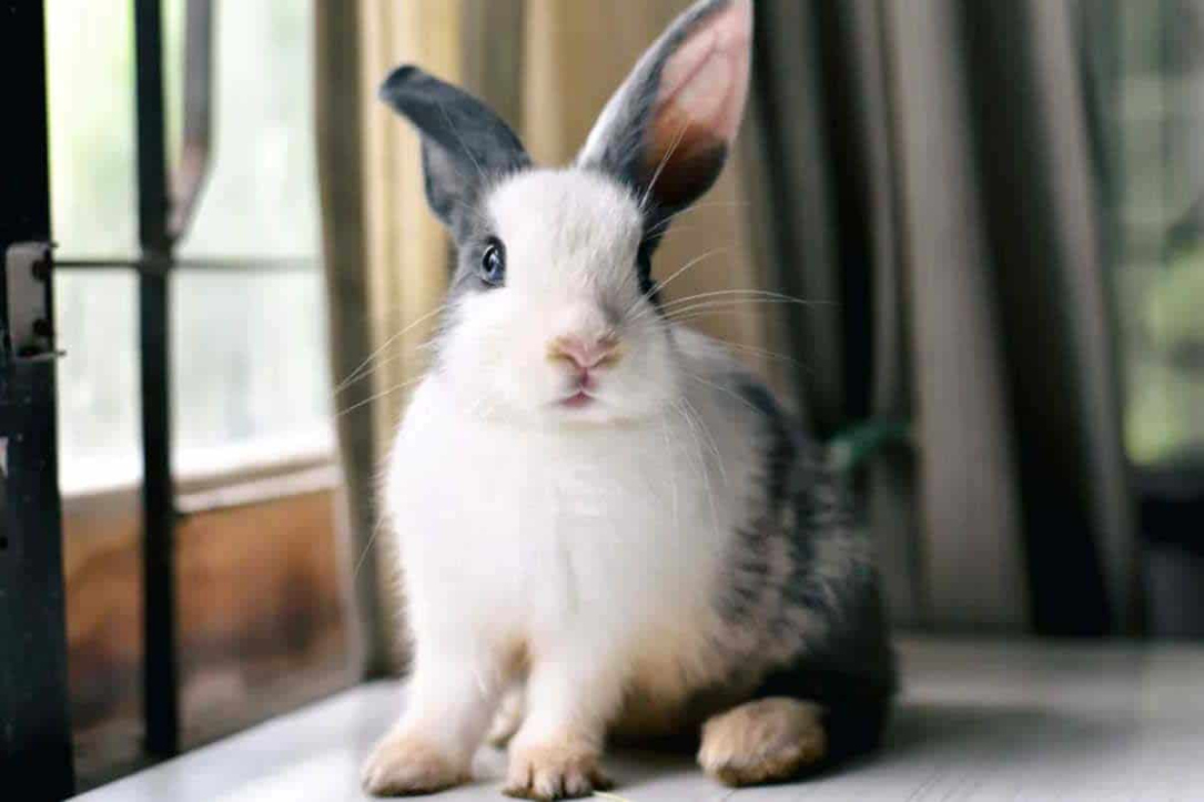 Look into My Eyes: Why Does My Rabbit Stare At Me?